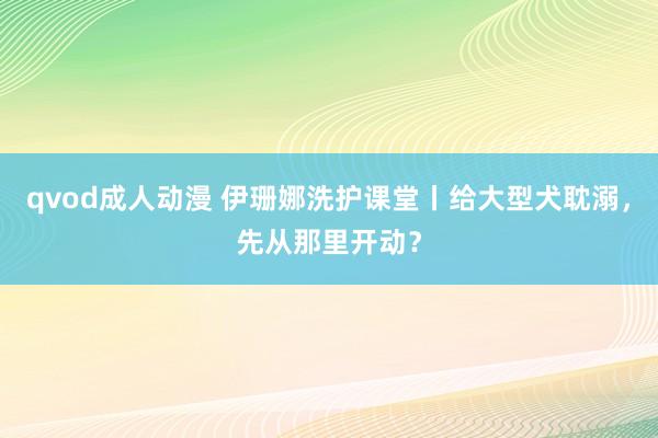 qvod成人动漫 伊珊娜洗护课堂丨给大型犬耽溺，先从那里开动？